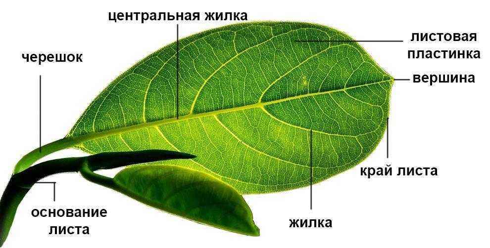 Особенности внешнего и внутреннего строения листа