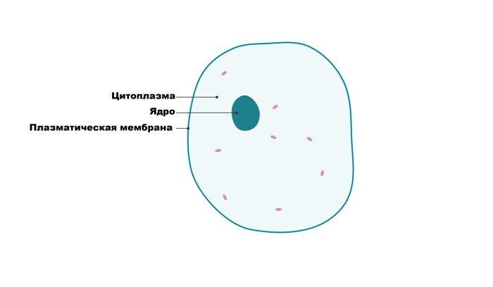 Основные функции и роль цитоплазмы в клетках