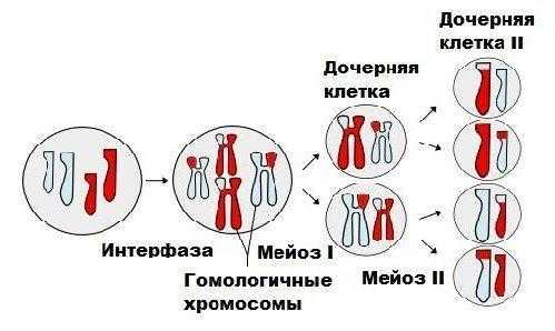 Образование дочерних клеток в результате митоза и мейоза