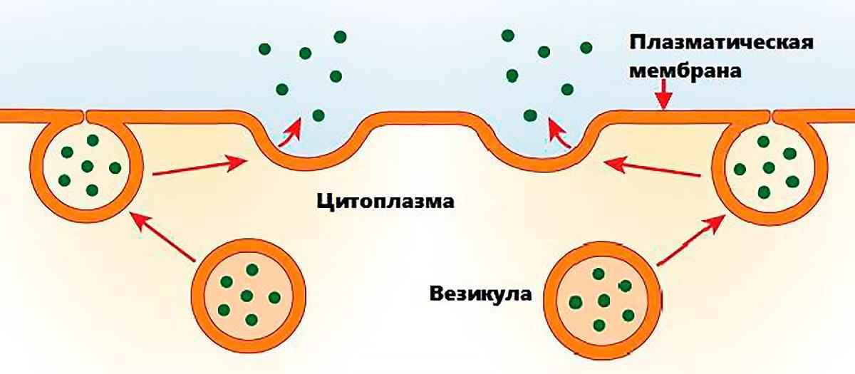 Характеристика, типы и стадии экзоцитоза