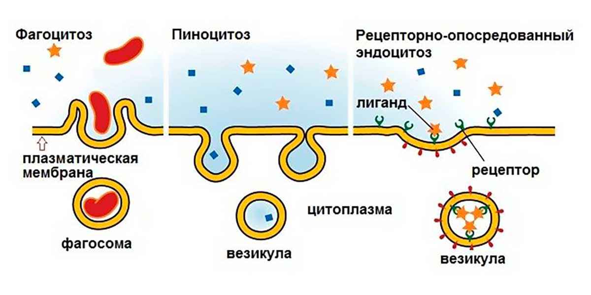 Особенности и основные типы эндоцитоза