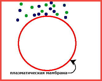 Особенности и основные типы эндоцитоза