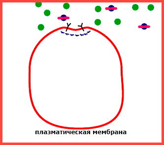 Особенности и основные типы эндоцитоза