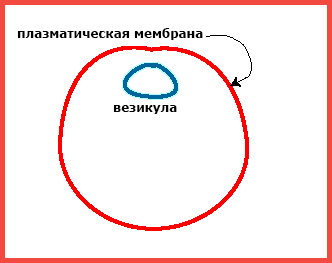 Характеристика, типы и стадии экзоцитоза