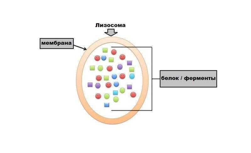 Характеристика, роль и формирование клеточных лизосом