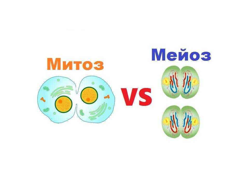 Сходство и различие между митозом и мейозом