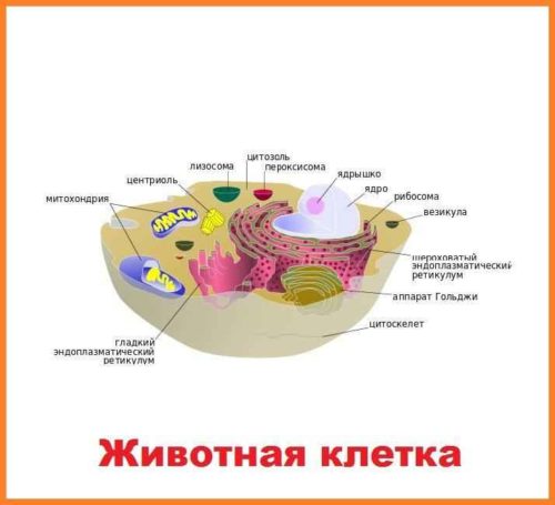 На какие царства принято разделять живые организмы? Названия, особенности, примеры и строение клеток