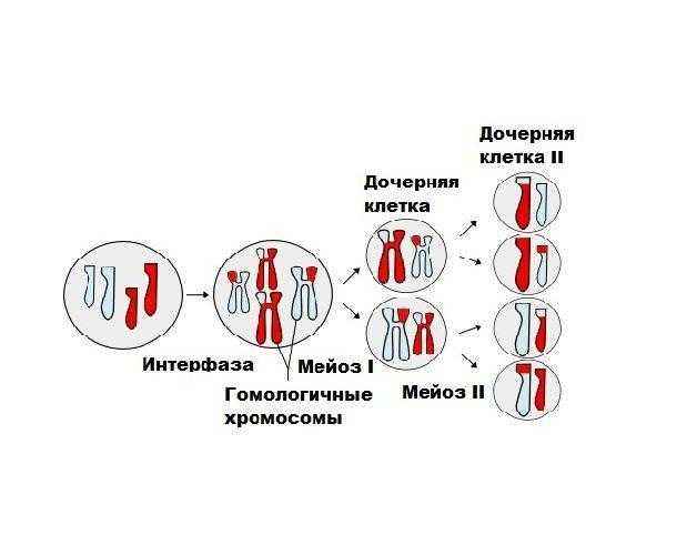 Краткое описание стадий и схемы деления клеток посредством мейоза