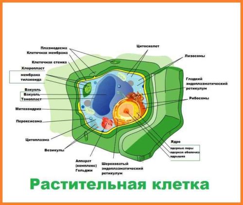 На какие царства принято разделять живые организмы? Названия, особенности, примеры и строение клеток