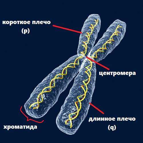 Хромосомы: структура, функции и аномалии