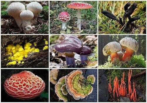 Признаки и особенности всех царств живой природы