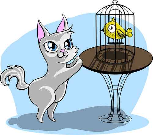 Что нравится кошкам?