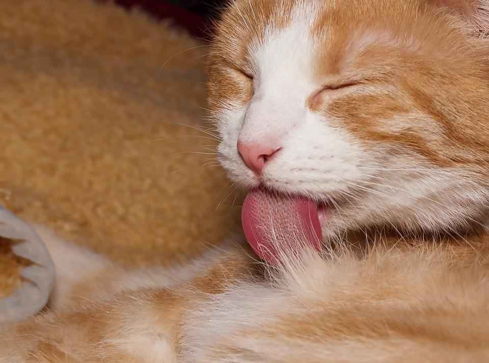 Зачем кошкам шершавый язык? Как они пьют воду? — Фото и видео