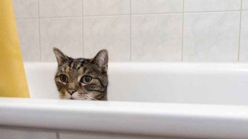 Почему кошки боятся воды? Как помыть кошку, если она не любит воду?