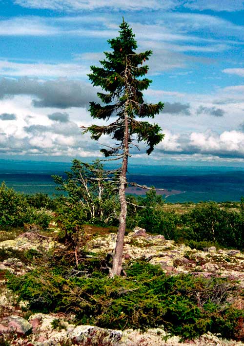 Какие деревья самые древние на Земле - список, характеристика и фото