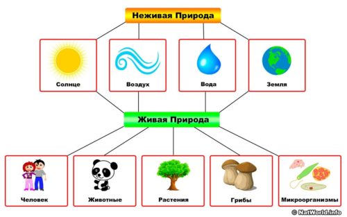 Что называют окружающим миром? Что нас окружает?