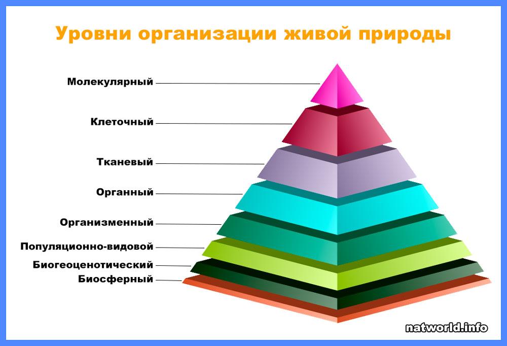 Основные уровни организации живой природы - примеры, характеристика и таблица