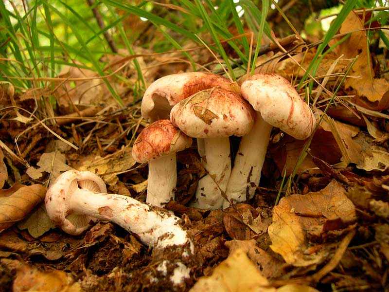 Какие бывают съедобные грибы? Список, описание и фото