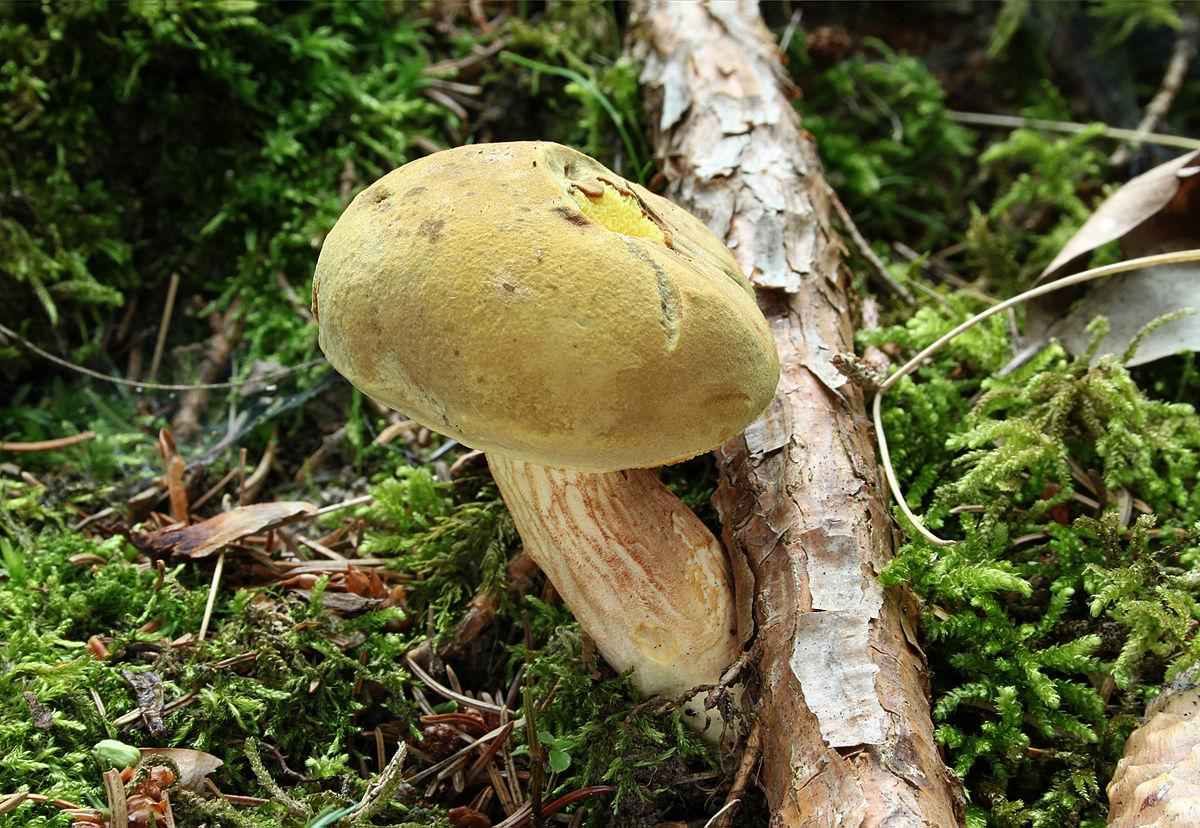 Какие бывают съедобные грибы? Список, описание и фото