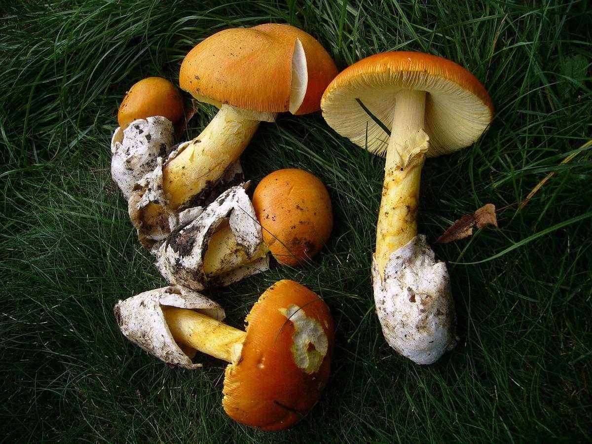 Какие бывают съедобные грибы? Список, описание и фото