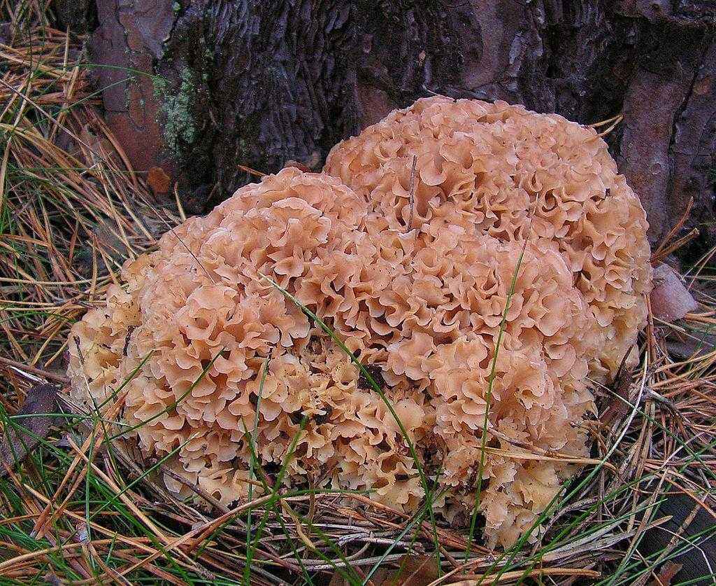 Какие бывают съедобные грибы? Список, описание и фото