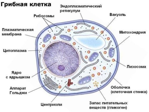 На какие царства принято разделять живые организмы? Названия, особенности, примеры и строение клеток
