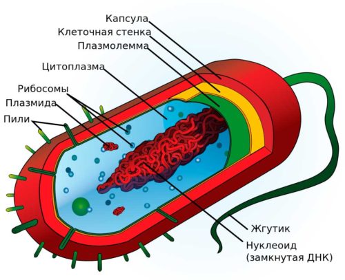 На какие царства принято разделять живые организмы? Названия, особенности, примеры и строение клеток