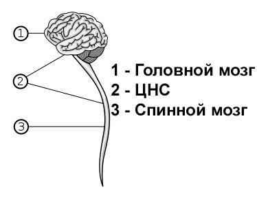Нервная система человека - особенности, строение, отделы и функции