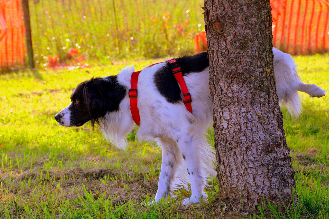 Особенности процесса выделения у растений и животных