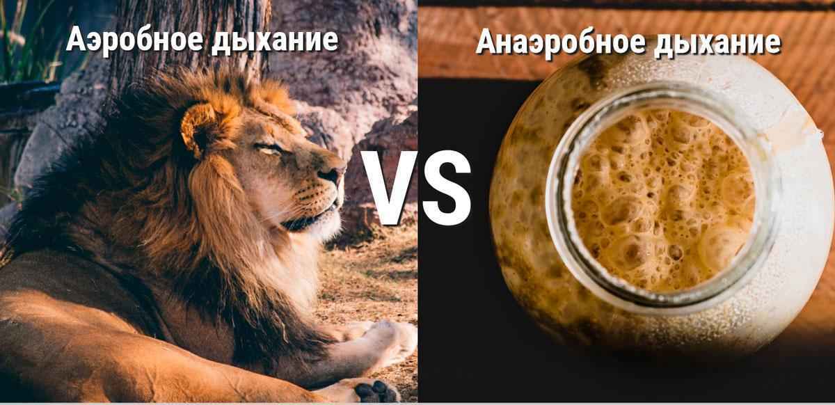 Различия между аэробным и анаэробным дыханием