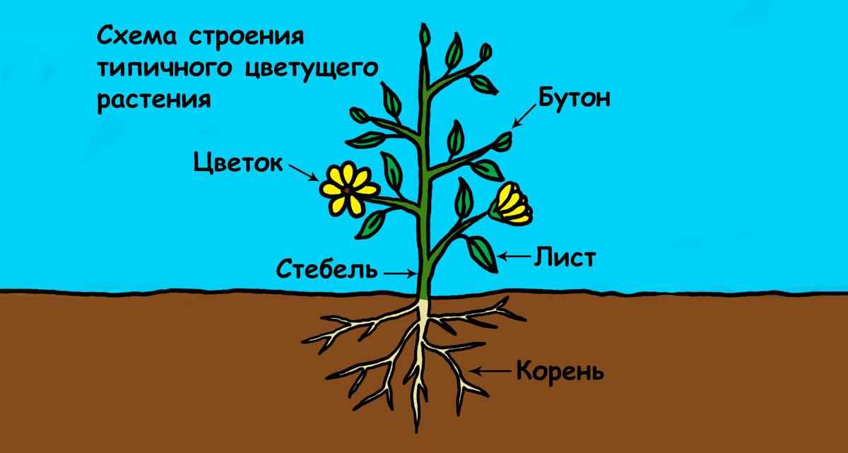 Особенности анатомии растений
