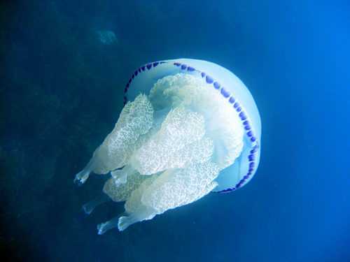Какие медузы водятся в Азовском море? Жалят ли они людей?
