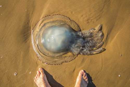 Какие медузы водятся в Азовском море? Жалят ли они людей?