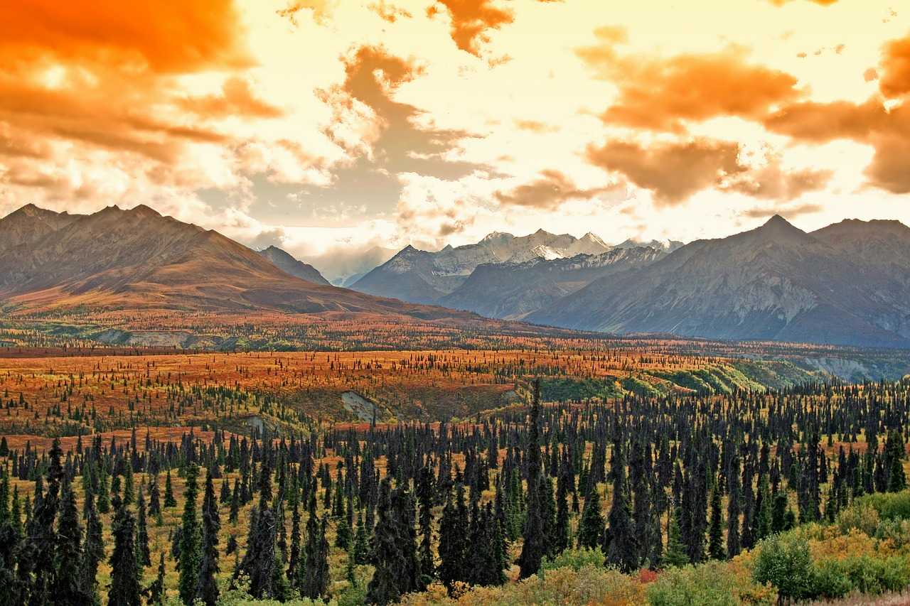 Природа, флора и фауна США — характеристика и фото