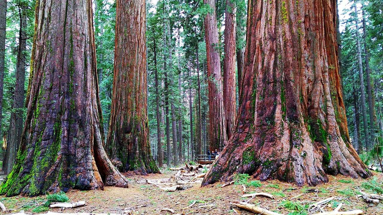 Природа, флора и фауна США — характеристика и фото