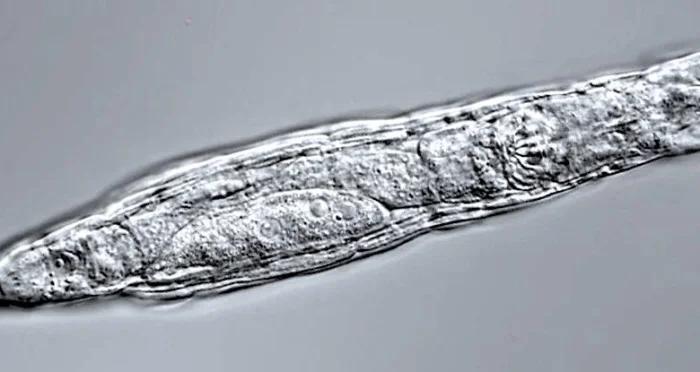 Замороженное в течение 24 000 лет, это маленькое существо “вернулось к жизни”