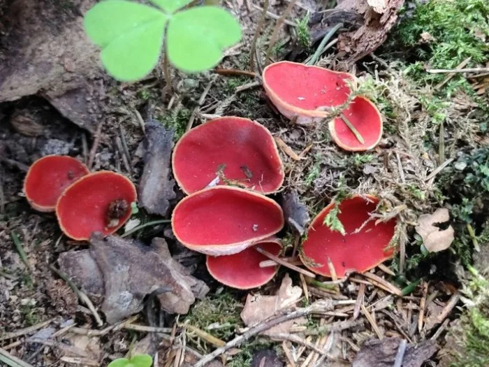 Сумчатый гриб Sarcoscypha austriaca, похожий на чашечку ярко-алого цвета.