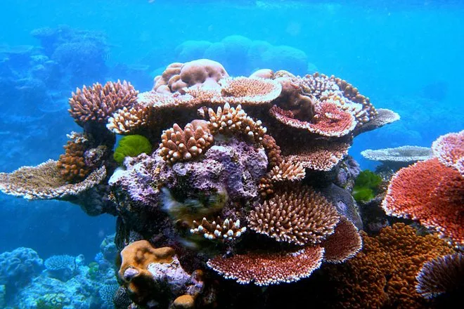 Морские биологи переписали обитателей подводных гор Индонезии