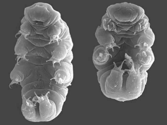 Hypsibius dujardini