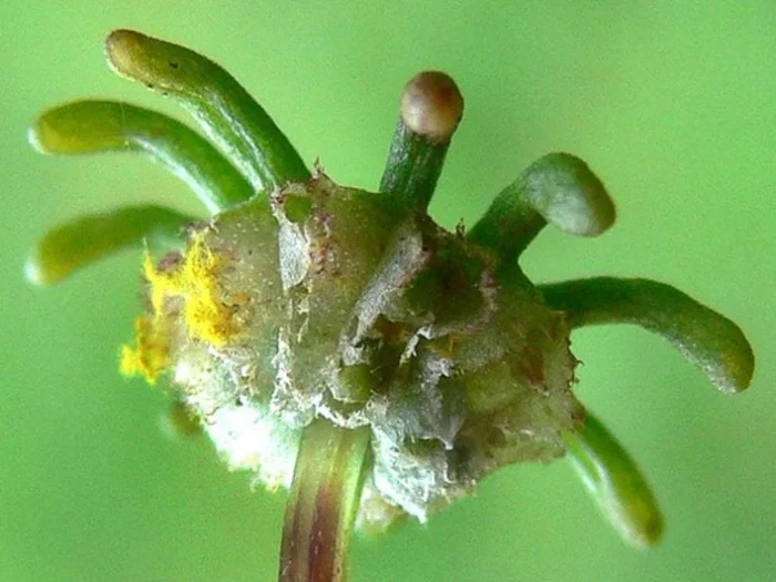 Женские органы Marchantia polymorpha