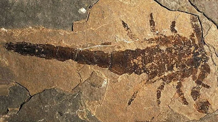 Eramoscorpius из Канады