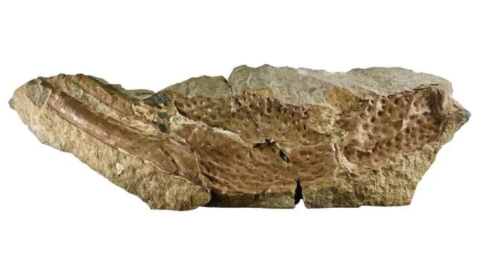 Клешни Praearcturus gigas