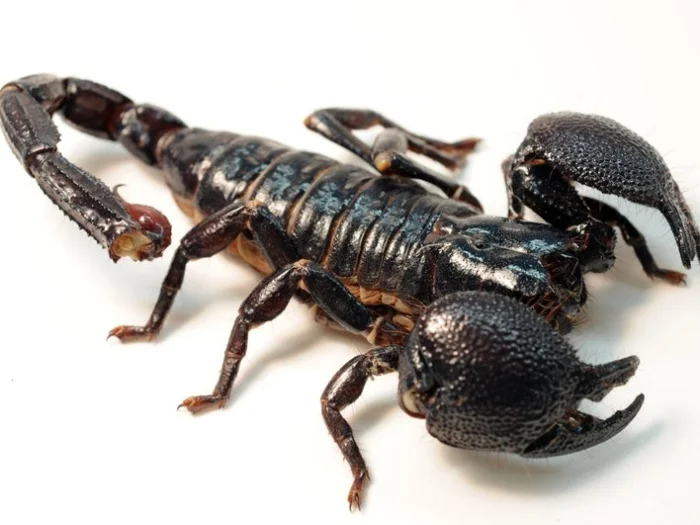 Императорский скорпион (Pandinus imperator)