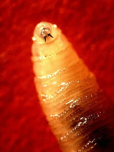 Личинка Cochliomyia hominivorax