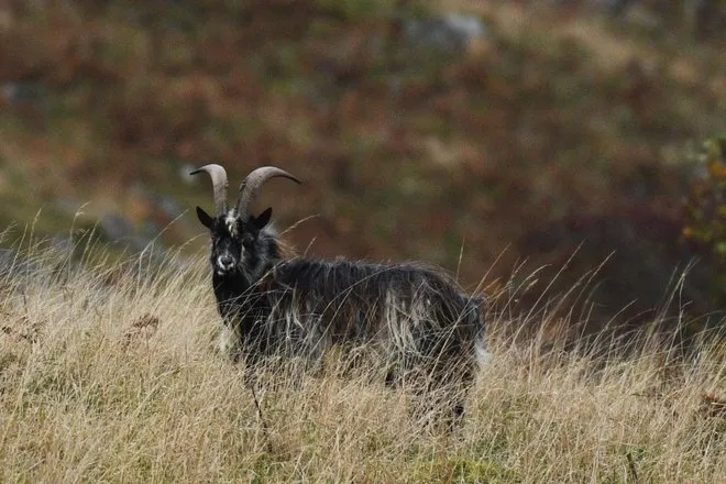 Генетические особенности диких коз удивили ученых