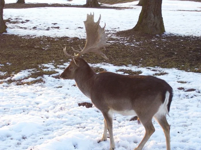 Самец лани