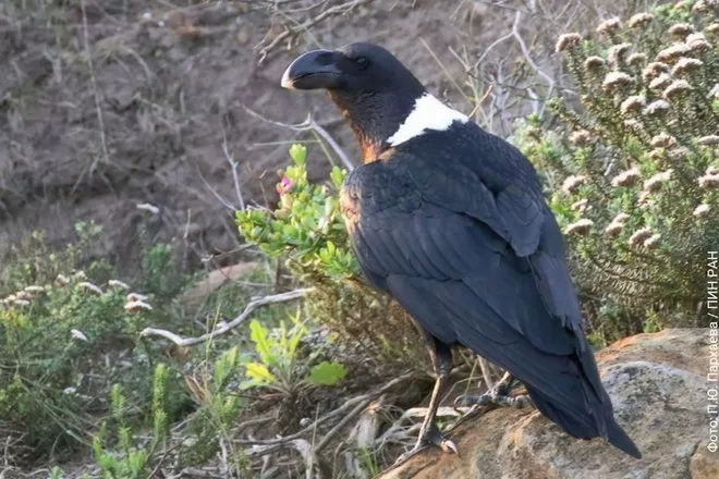 В Крыму нашли Corvus venustus: предок африканского ворона в пещере Таврида