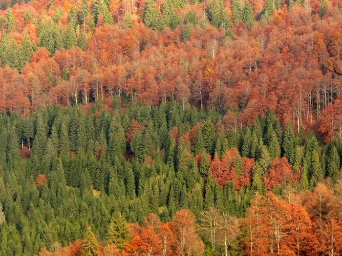 Осенний смешанный лес
