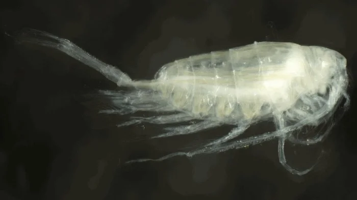 Limnocalanus macrurus G. O. Sars, 1863 (длиннохвостый лимнокалянус)