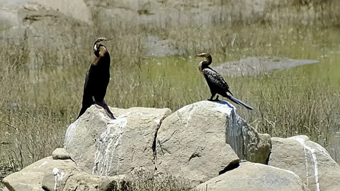 Современные рыбоядные виды африканской змеешейки (Anhinga rufa, слева) и белогрудого баклана (Phalacocorax carbo lucidus, справа) на реке Оранье в Намибии.